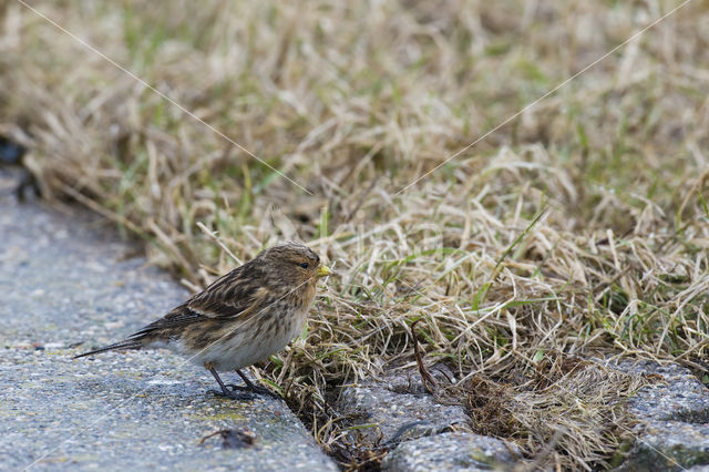 Twite (Carduelis flavirostris)