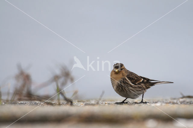 Twite (Carduelis flavirostris)