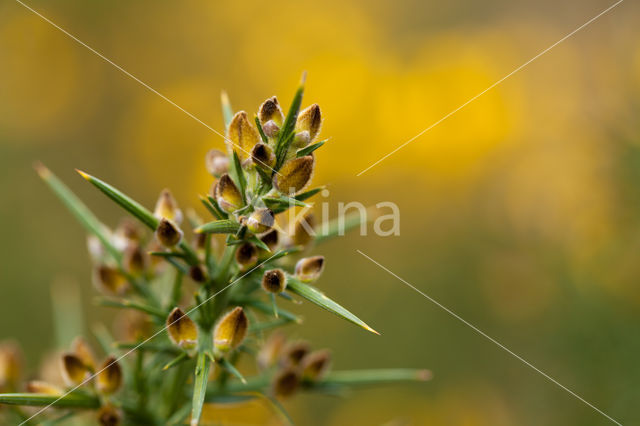 Gaspeldoorn (Ulex europaeus)