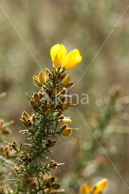 Gaspeldoorn (Ulex europaeus)