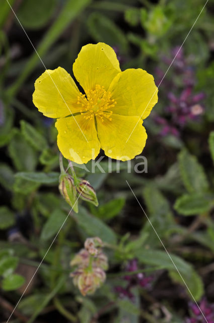 Geel zonneroosje (Helianthemum nummularium)