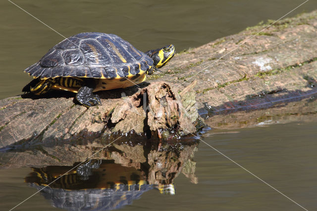 Geelbuikschildpad (Trachemys scripta scripta)