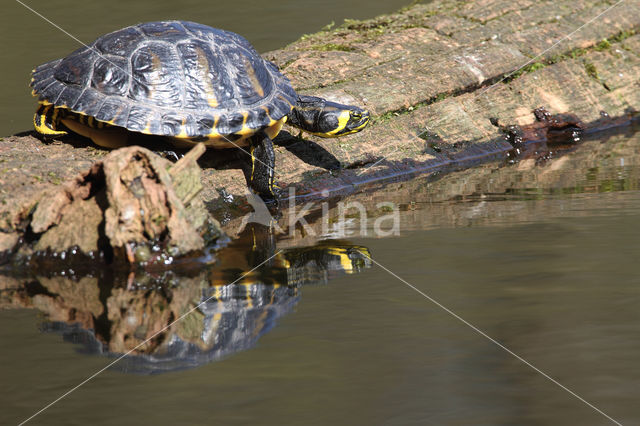 yellow-bellied slider (Trachemys scripta scripta)