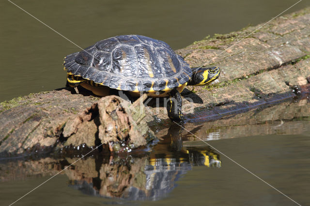 Geelbuikschildpad (Trachemys scripta scripta)