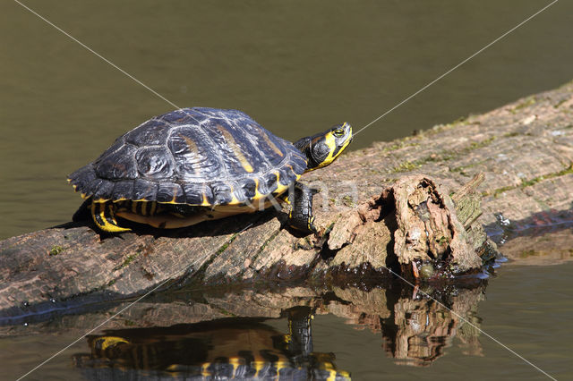 Geelbuikschildpad (Trachemys scripta scripta)