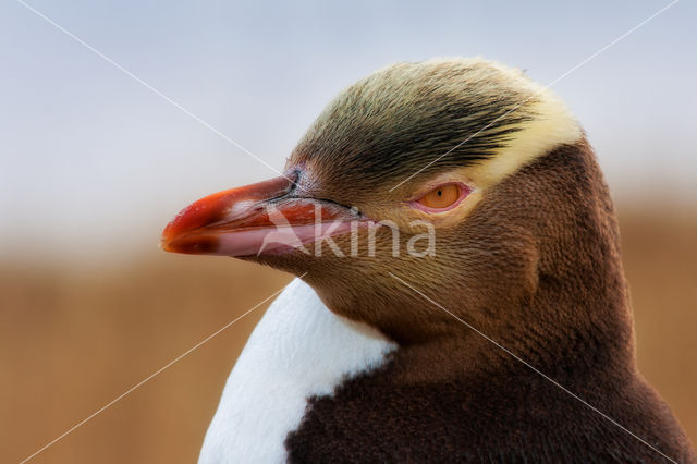 Geeloogpinguin (Megadyptes antipodes)