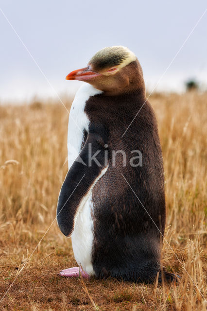 Geeloogpinguin (Megadyptes antipodes)