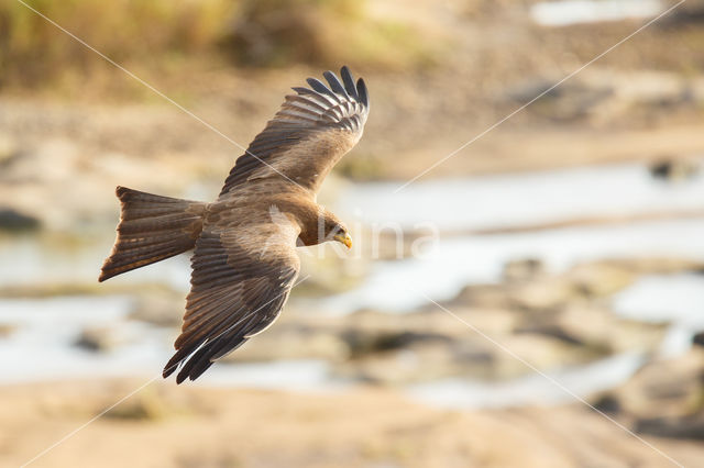 Yellow-billed kite (Milvus parasitus)