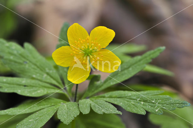 Yellow Anemone (Anemone ranunculoides)