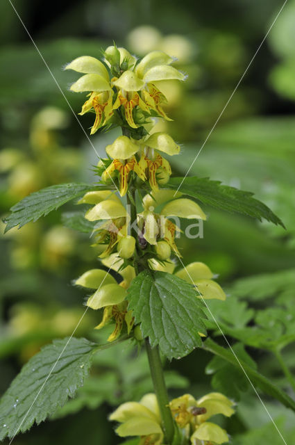 Yellow Archangel (Lamiastrum galeobdolon)