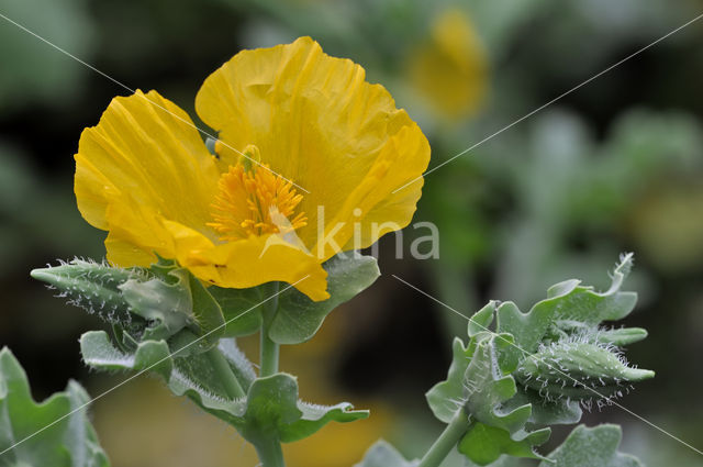 Gele hoornpapaver (Glaucium flavum)