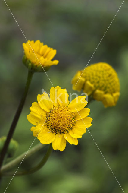 Gele kamille (Anthemis tinctoria)