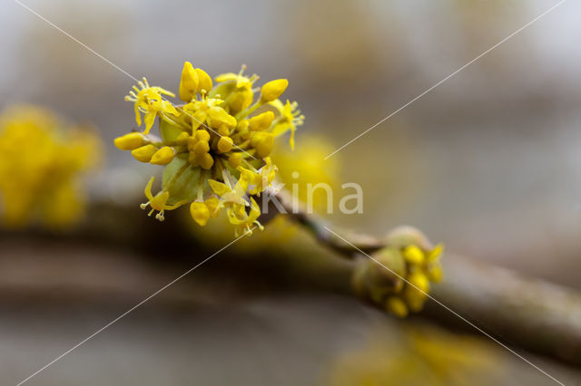 Gele kornoelje (Cornus mas)