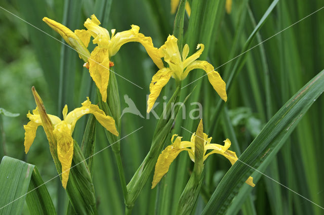 Gele lis (Iris pseudacorus)