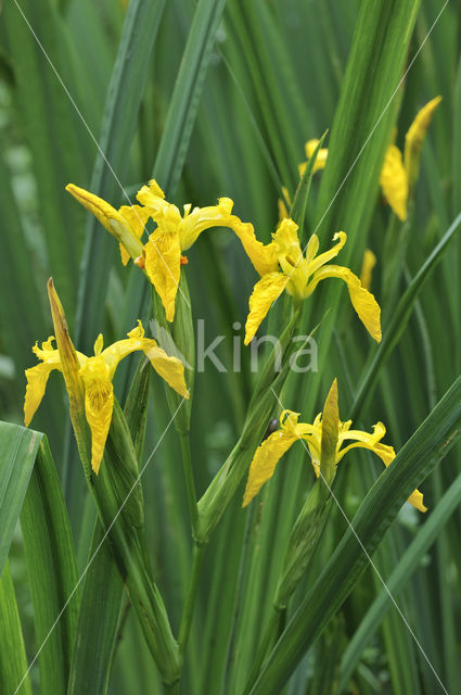 Gele lis (Iris pseudacorus)