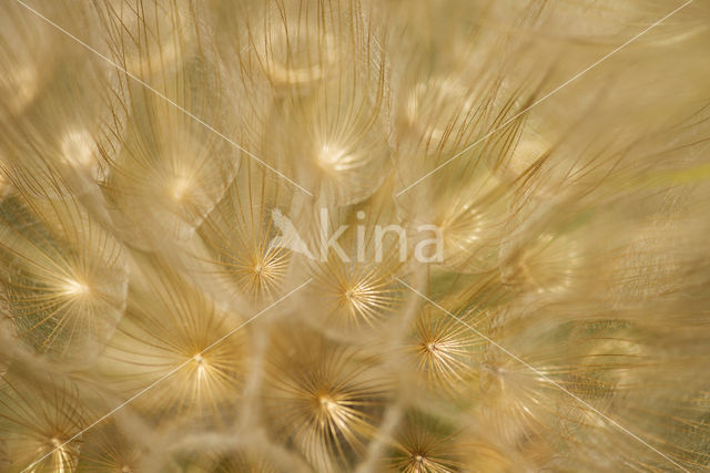 Gele morgenster (Tragopogon pratensis ssp. pratensis)