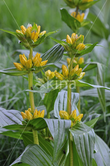 Spotted gentian (Gentiana punctata)