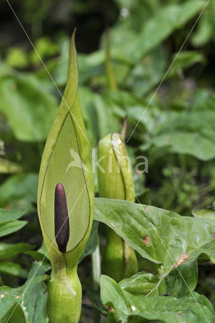 Lords-and-Ladies (Arum maculatum)