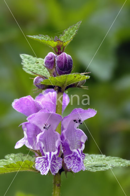 Spotted Dead-nettle (Lamium maculatum)