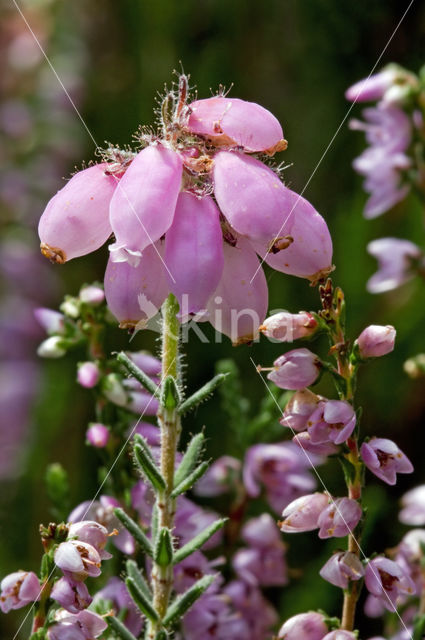 Cross-leaved Heather (Erica tetralix)