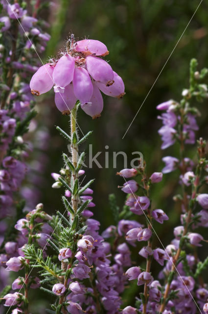 Cross-leaved Heather (Erica tetralix)