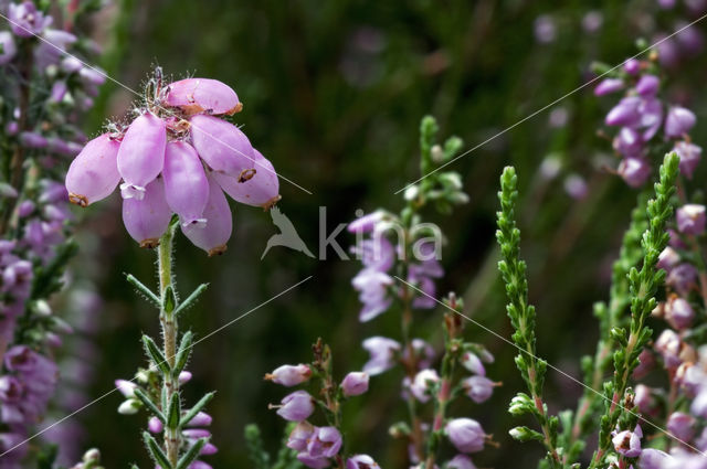 Cross-leaved Heather (Erica tetralix)