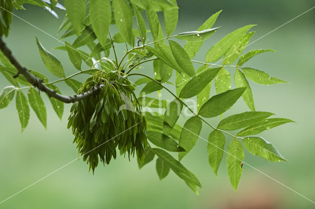 Gewone es (Fraxinus excelsior)