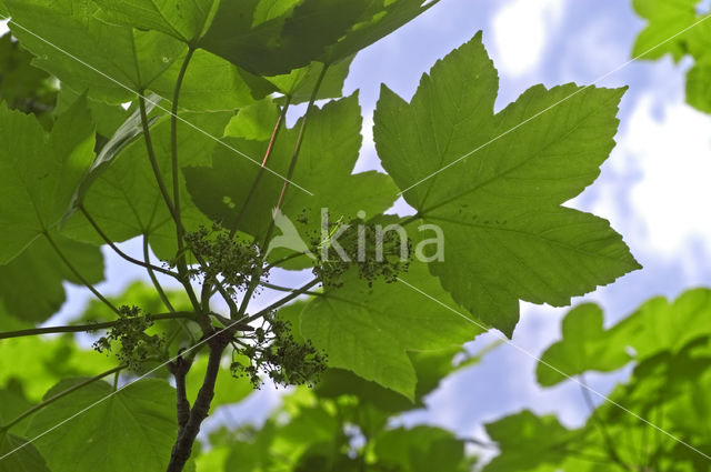 Sycamore (Acer pseudoplatanus)