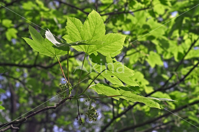 Gewone esdoorn (Acer pseudoplatanus)