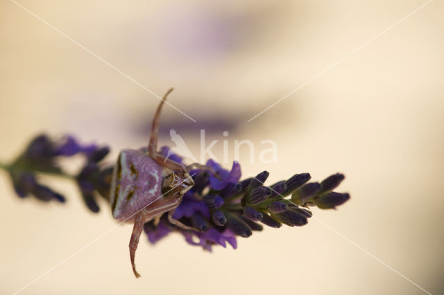 Gewone kameleonspin (Misumena vatia)