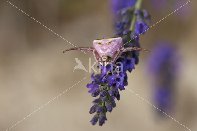 Gewone kameleonspin (Misumena vatia)