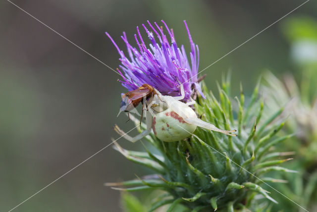 Gewone kameleonspin (Misumena vatia)