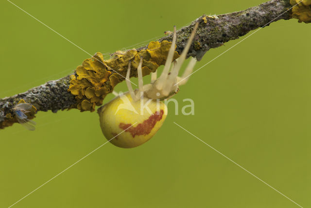 Gewone kameleonspin (Misumena vatia)