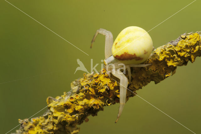 Flower Queen (Misumena vatia)