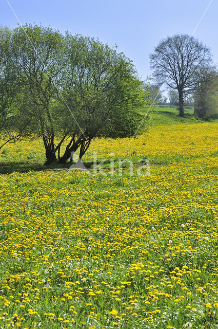 Common Dandelion (Taraxacum officinale)