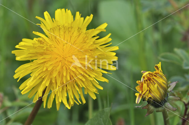 Gewone paardenbloem (Taraxacum officinale)