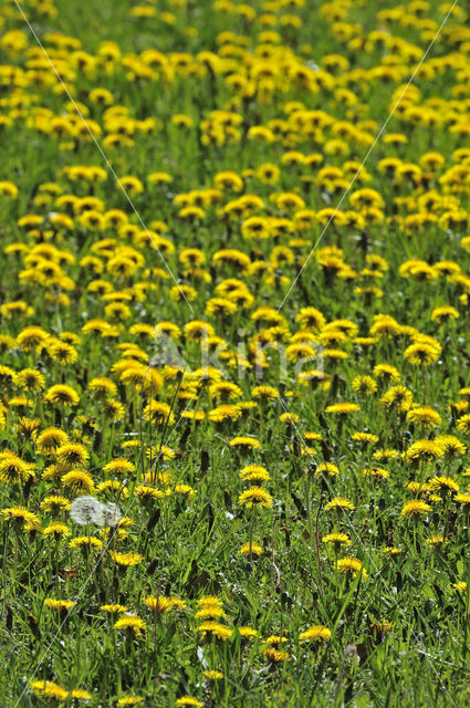 Gewone paardenbloem (Taraxacum officinale)