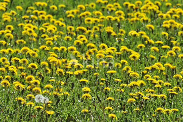 Common Dandelion (Taraxacum officinale)