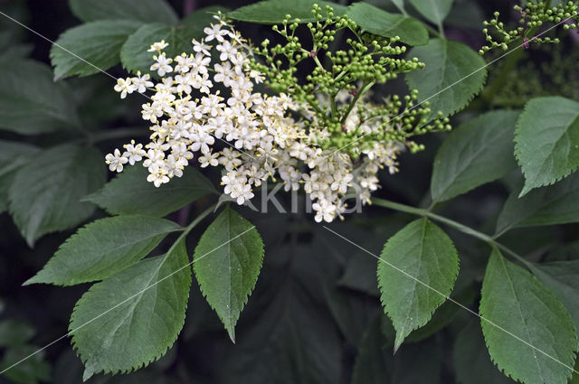 Gewone vlier (Sambucus nigra)