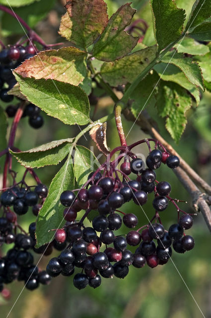 Gewone vlier (Sambucus nigra)