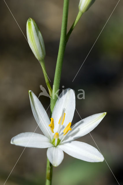 Common star of Bethlehem (Ornithogalum umbellatum)