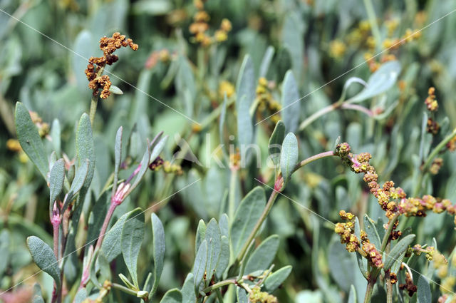 Gewone zoutmelde (Atriplex portulacoides)