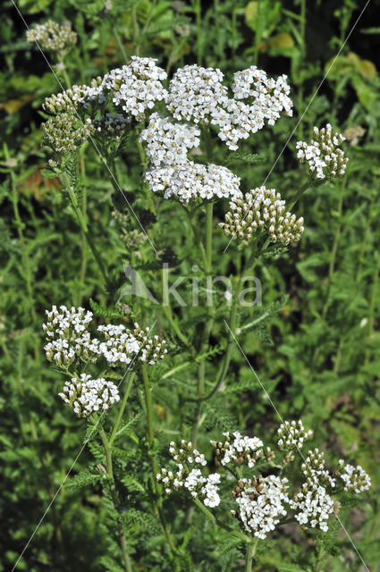 Gewoon duizendblad (Achillea millefolium)