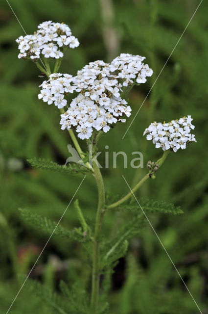 Gewoon duizendblad (Achillea millefolium)