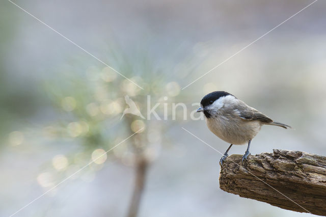 Glanskop (Parus palustris)