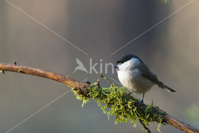 Glanskop (Parus palustris)