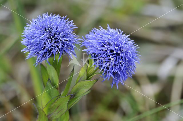 Globularia punctata