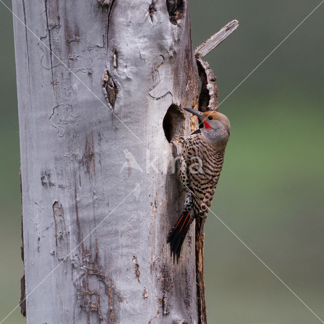 Northern flicker (Colaptes auratus)