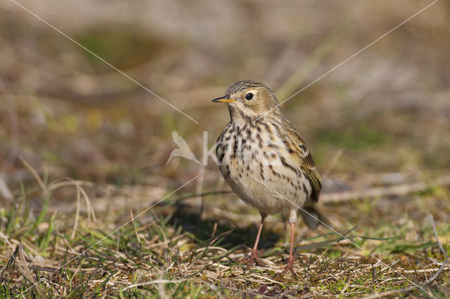 Graspieper (Anthus pratensis)