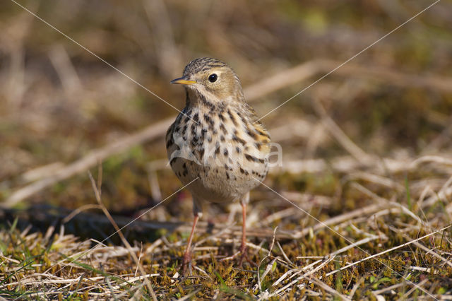 Meadow Pipit (Anthus pratensis)